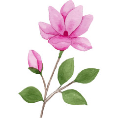 Naklejka premium Magnolia Flower, floral Clip art Element Transparent Background