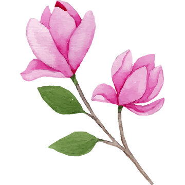 recommend clip art: Magnolia Flower, floral Clip art Element Transparent Background