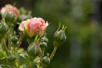 Macro shot of pink bush roses with unopened flower buds during sunny spring day in the garden
