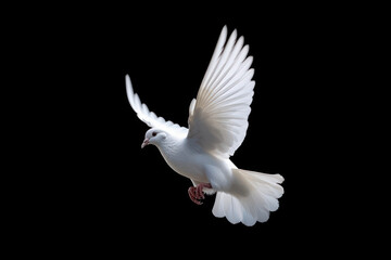 Obraz na płótnie Canvas White dove flying isolated on black background and Clipping path. freedom on international day of peace concept. AI