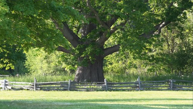 Heritage Oak Tree, also known as  Great White Oak in Bronte Creek Provincial Park in Ontario, is a landmark in the park. It is believed to be germinated in 1685 and well over 300 