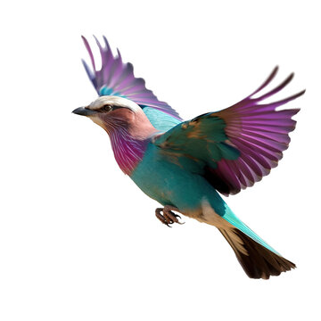 ilac breasted Roller bird isolated