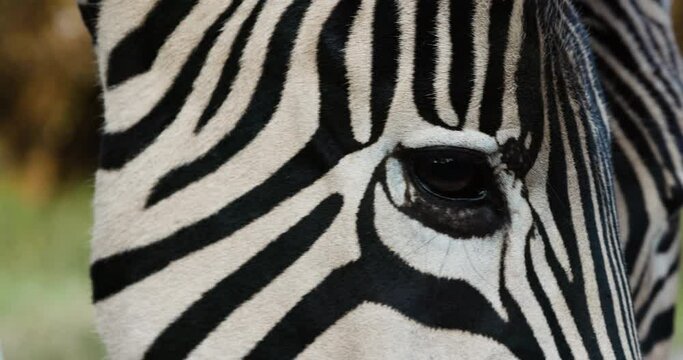 Extreme close-up of two zebra eye and face