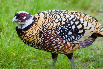 Reeves's pheasant (Syrmaticus reevesii) male in natural habitat