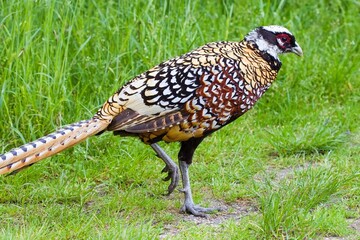 Reeves's pheasant (Syrmaticus reevesii) male in natural habitat