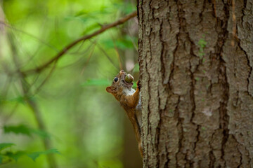 An american red squirrel carrying an acorn up a tree.