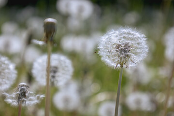 Dandelion fluff on a faded dandelion, ready to be blown away by the wind, photo made in Germany