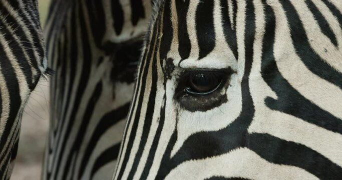 Extreme close-up of three zebra eye's and face