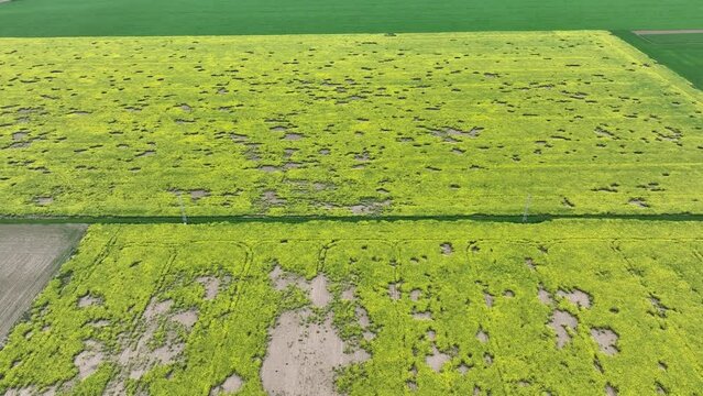 Vole common field Microtus arvalis rodent oilseed disaster extremely attacked rape Brassica napus drone aerial plant infested short-tailed pest agrestis grey-brown overpopulation yield damage Europe