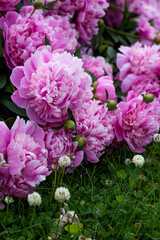 Pink Peony