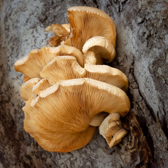 Shelf Mushroom on the side of a large tree