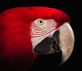 Scarlet Macaw Portrait on a Black Backgoround