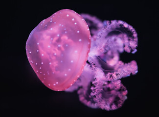 A White-Spotted Jellyfish on a Black Background