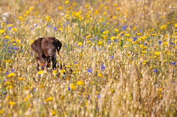 A German Shorthaired Pointer (GSP) in a Summer Wild Flower Meadow