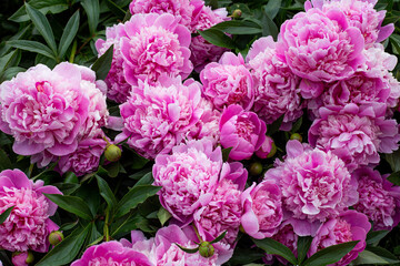 Pink Peony