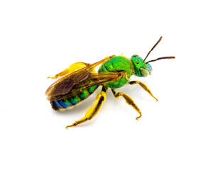 Agapostemon splendens - brown winged striped metallic green sweat bee - species in the family Halictidae isolated on white background. Green shiny iridescence with yellow pollen.  Side top view