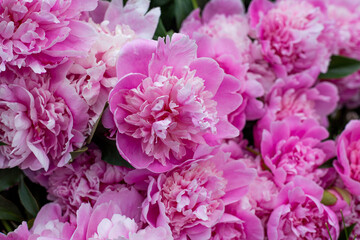 Pink Peony