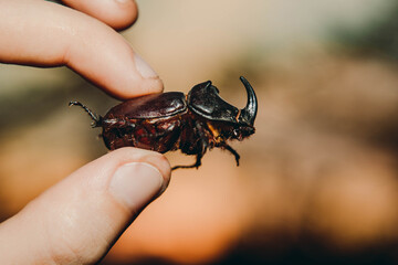 A large black beetle on the hand. Chalcosoma rhinoceros with wings macro close-up, collection of beetles. Macro photo of a close-up beetle. Collecting insects. Protection of animals.