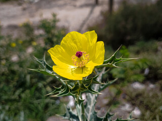 Closeup of a maxican prickly poppy flower