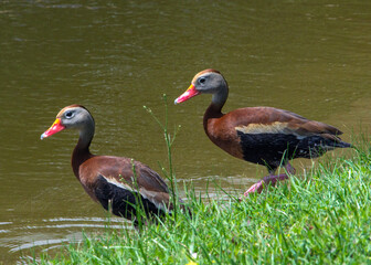 Black-bellied Whistling-Ducks along the water at the nature trail in Pearland, Texas