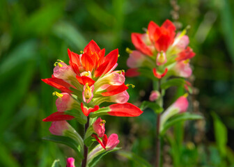 Texas Paintbrush in Fort Bend County, Texas
