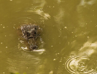 Little caiman