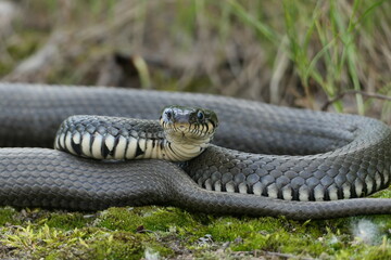 Snake close-up in its natural habitat. . High quality photo