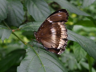 A beautiful butterfly rests gracefully on a leaf, its vibrant wings casting a spellbinding display of colors.