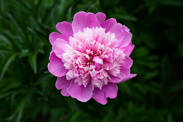 Fototapeta premium Pink Peony