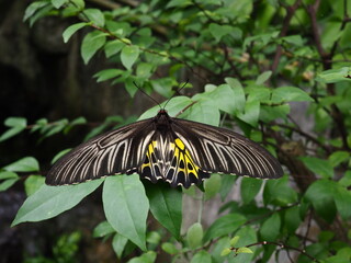 Fototapeta premium A beautiful butterfly rests gracefully on a leaf, its vibrant wings casting a spellbinding display of colors.