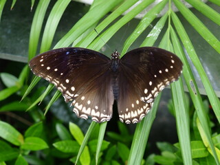 A beautiful butterfly rests gracefully on a leaf, its vibrant wings casting a spellbinding display of colors.