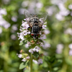 Macro de mouche grise de la viande