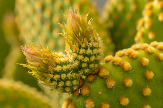Cactus Raquette" Images  Browse 61 Stock Photos, Vectors, and Video |  Adobe Stock