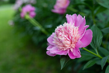 Fototapeta premium Pink Peony