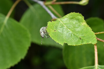 The gray bud weevil belongs to the Coleoptera order.