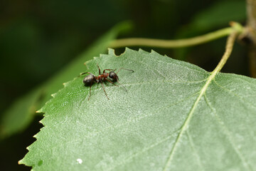 Lonely brown ant on a leaf.
