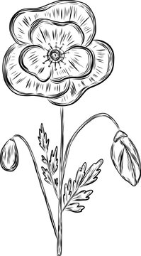 Poppy flower with leaves in hand drawn sketch style