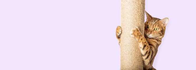 Bengal shorthair cat sharpens its claws on a scratching post. Teaching a cat to a scratching post.