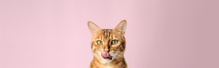 Licking Bengal shorthair cat close-up on the background.