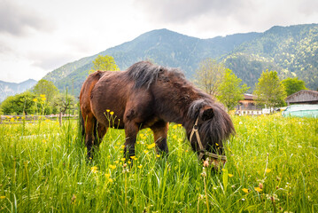 Pony grazes in a meadow in an alpine village