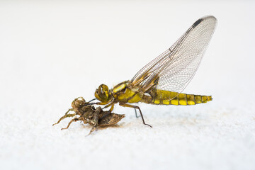 a fresh dragonfly closeup outdoor