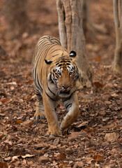 Portrait of a tiger, Tadoba Andhari Tiger Reserve, India