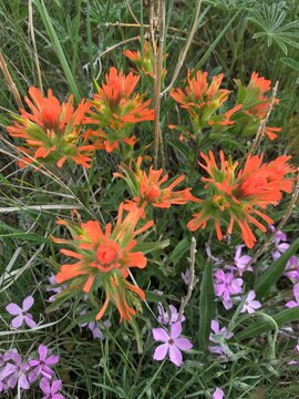 Brightly colored red indian paintbrush flowers