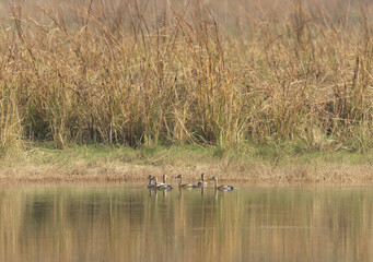 Obraz na płótnie Canvas Whistling Ducks in a lake at Tadoba Andahari Tiger Reserve, India
