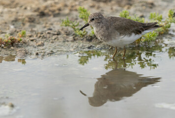 Fototapeta premium Portrait of a Temminck's stint at Hamala, Bahrain