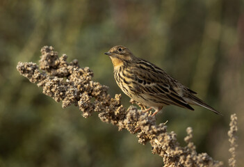 Red throated pipit at perched on a bush at Hamala, Bahrain