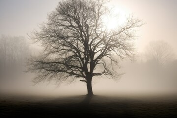 Obraz na płótnie Canvas Eerie Shadow of a Tree on a Foggy Morning - AI Generated