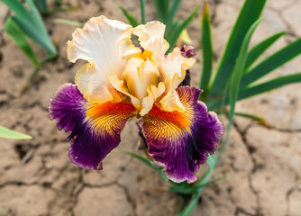 Beige and Purple  Iris Macro 4