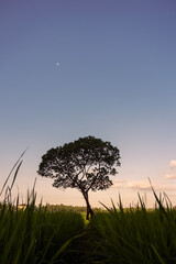tree in the field