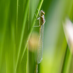 Azure damselfly (Coenagrion puella) on plant
